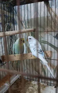 دوعدد مرغ عشق