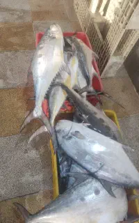 انواع ماهی