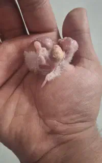 جوجه البینو عروس هلندی