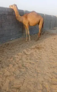 فروش کره شتر 2سال