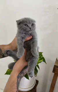با اصالت و کیوت گربه اسکاتیش