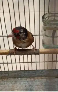 سهره زاغ نر و ماده