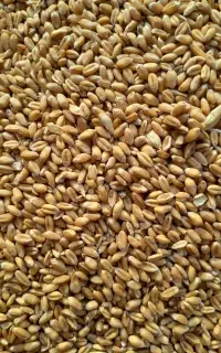 گندم بذری