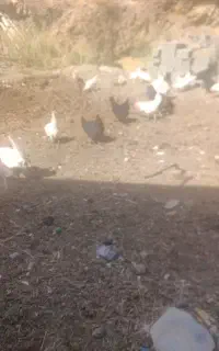 فروش مرغ تخم گزار