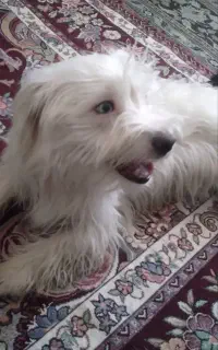سگ پشمالو سفید خانگی