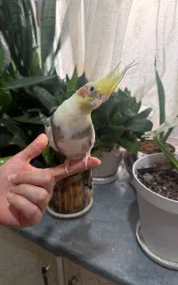 طوطی عروس هلندی