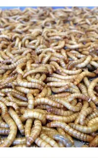 میلورم زنده ، میلوورم زنده