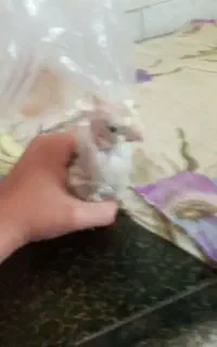 عروس هلندی جوجه هست