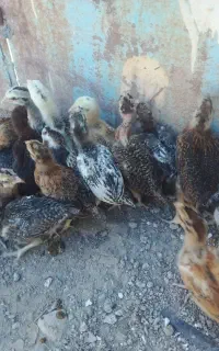 تعداد بیست عدد جوجه محلی