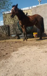 اسب مادیان کرد