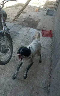 واگذاری ماده قدریجونی