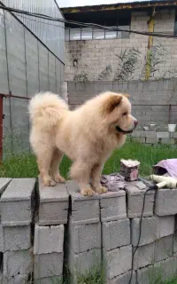 چاو چاو  نر  کشش