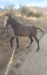 اسب و مادیان