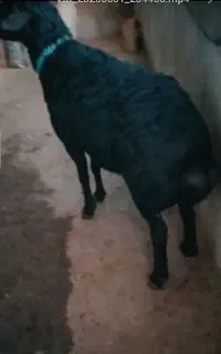 قوچ چهار دندون