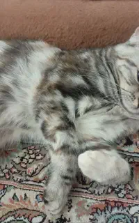 اسکانیش فولد گوش خم