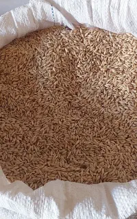 جو درشت تمیز
