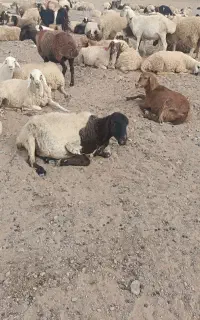 میش جوان معاوضه با گاو شیری