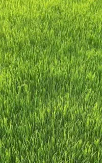 بذر شالی طارم بدون یه دانه نرک تظمینی