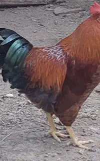 سه عدد خروس سالم و سرحال