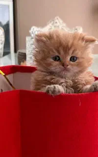 گربه پرشین ، گارفیلد ، بریتیش