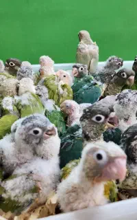 جوجه های(سرلاکی)(طوطی)گرینچیک با تست جنسیت