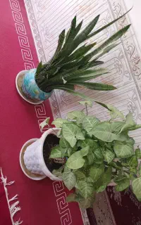 گل وگیاه