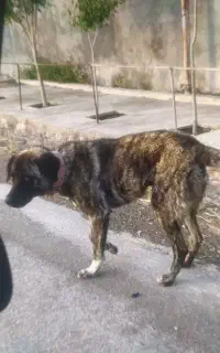 سگ نر افغانی ده ماهه