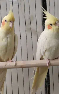 عروس هلندی
