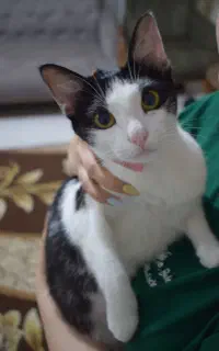واگذاری رایگان گربه