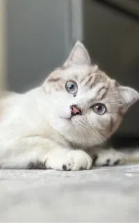 گربه ماده اسکاتیش