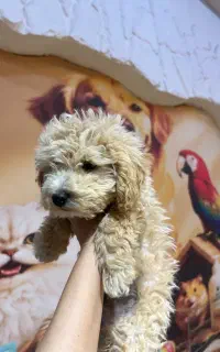 پودل عروسکی