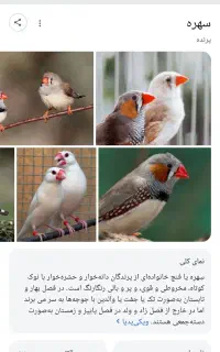 یک پرنده فنچ در محدود شهید رجایی عبادی پیدا شده
