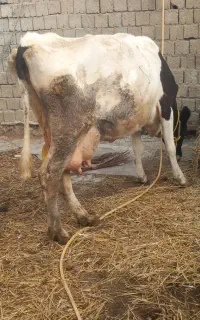 گاوشیری شکم سوم شیر ۱۳ک ۲ماه تلقیح شده