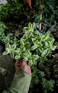گل یخ  ابلغ و سبز گل و گیاه سعید ۳۳