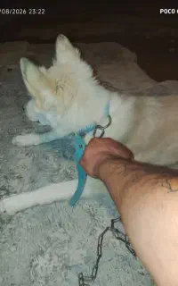 سگ هاسکی