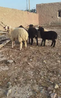 قوچ و بره
