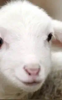 بره