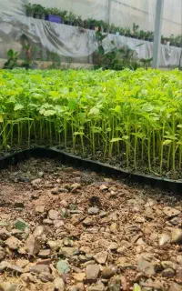 نشا فلفل...گوجه