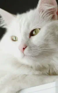 گربه پرشین