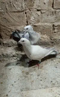 خدمت دوستان عزیزم