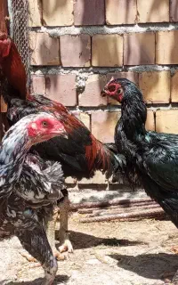 تخم لاری اصیل