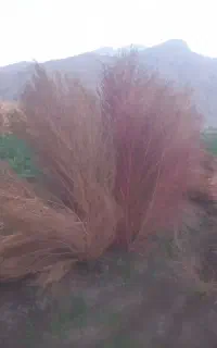 جارو درجه یک