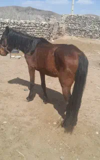 اسب