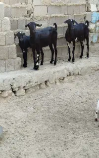 کهره بابچه ماده