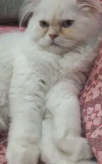 فروش بچه گربه