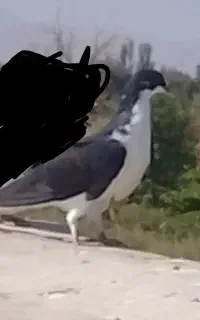 چپ سیاه ماده