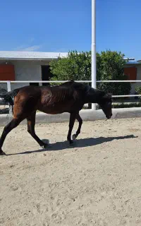 اسب مادیان دوخون