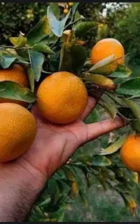 تقویت زمین با کودهای ارگانیک