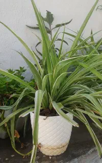 گندمی