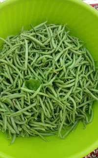 لوبیا سبز